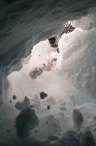 CHIEN AU GRATTAGE DECOUVERTE DE LA VICTIME, REPORTAGE SUR LES MAITRES-CHIENS D'AVALANCHE, FORMATION ORGANISEE PAR L'ANENA AVEC L'AGREMENT DE LA SECURITE CIVILE, LES-DEUX-ALPES (38), FRANCE 