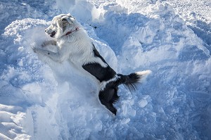 BORDER COLLIE A LA FIXATION GRATTAGE, REPORTAGE SUR LES MAITRES-CHIENS D'AVALANCHE, FORMATION ORGANISEE PAR L'ANENA AVEC L'AGREMENT DE LA SECURITE CIVILE, LES-DEUX-ALPES (38), FRANCE 