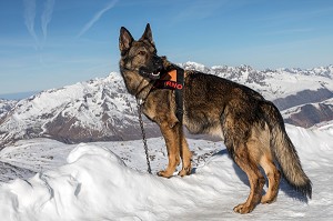 GROS BERGER ALLEMAND DE SOLENE FARRE DE LA PLAGNE EN ATTENTE A L'ATTACHE, REPORTAGE SUR LES MAITRES-CHIENS D'AVALANCHE, FORMATION ORGANISEE PAR L'ANENA AVEC L'AGREMENT DE LA SECURITE CIVILE, LES-DEUX-ALPES (38), FRANCE 