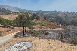 ZONE DE DEPART D'UN FEU DE GARRIGUE SUR LA COMMUNE D'ALATA PRES D'AJACCIO, CORSE-DU-SUD, FRANCE 