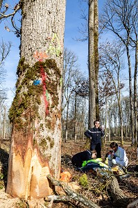 SECOURS AVEC LES SAPEURS-POMPIERS ET LE SAMU POUR UN JEUNE BUCHERON QUI A RECU UN ARBRE SUR LA TETE DANS LA FORET, ALENCON (61), FRANCE 