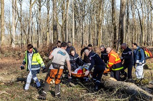 SECOURS AVEC LES SAPEURS-POMPIERS ET LE SAMU POUR UN JEUNE BUCHERON QUI A RECU UN ARBRE SUR LA TETE DANS LA FORET, ALENCON (61), FRANCE 