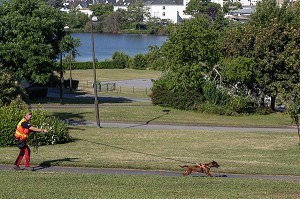 RECHERCHE DE PERSONNE EGAREE AVEC UN CHIEN DE PISTAGE, ONNIE CHIENNE DE RACE ROUGE D'HANOVRE ET SON MAITRE FABIEN SAVAGLIO, EEQUIPE CYNOTECHNIQUE DES SAPEURS-POMPIERS DU CENTRE DE SECOURS DE VANNES, MORBIHAN, FRANCE 