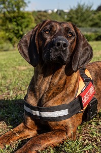 ONNIE, CHIENNE DE RACE ROUGE D'HANOVRE, CHIEN DE PISTAGE ET MASCOTTE DU CONGRES NATIONAL, SAPEURS-POMPIERS DU CENTRE DE SECOURS DE VANNES, MORBIHAN, FRANCE 