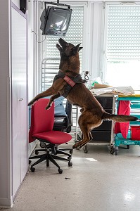 MARQUAGE DE LA VICTIME CACHEE DANS UN PLACARD PAR LE CHIEN DE RECHERCHE, EQUIPE CYNOTECHNIQUE DES SAPEURS-POMPIERS DU CENTRE DE SECOURS DE VANNES, MORBIHAN, FRANCE 