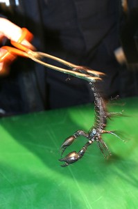 CAPTURE D'UN SCORPION A L'AIDE D'UNE PINCE, GROUPE ANIMALIER, SAPEURS-POMPIERS DE L'ESSONNE (91) 