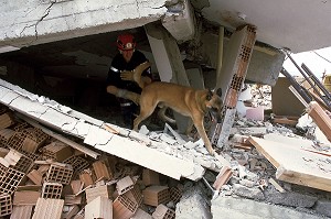 SUR LES TREMBLEMENTS DE TERRE, LES CHIENS ARRIVENT A DETECTER LES ZONES'CHAUDES', PERSONNES DE VICTIMES VIVANTES ENSEVELIES SOUS LES DECOMBRES, TREMBLEMENT DE TERRE DE GOLCUK, TURQUIE, 1999 