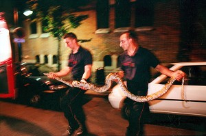 CAPTURE D'UN PYTHON DE 3,50 METRES PAR L'EQUIPE CYNOTECHNIQUE DE LA BRIGADE DES SAPEURS-POMPIERS DE PARIS, PARIS, 19 EME ARRONDISSEMENT 