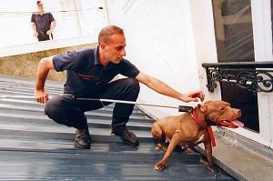 CAPTURE D'UN CHIEN DANGEREUX, PITBULL PAR L'EQUIPE CYNOTECHNIQUE DE LA BRIGADE DES SAPEURS-POMPIERS DE PARIS, PARIS (75), FRANCE 