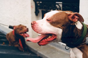 CAPTURE D'UN CHIEN DANGEREUX, PITBULL PAR L'EQUIPE CYNOTECHNIQUE DE LA BRIGADE DES SAPEURS-POMPIERS DE PARIS, PARIS (75) 