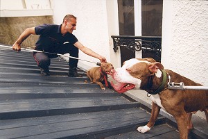 CAPTURE D'UN CHIEN DANGEREUX, PITBULL PAR L'EQUIPE CYNOTECHNIQUE DE LA BRIGADE DES SAPEURS-POMPIERS DE PARIS 