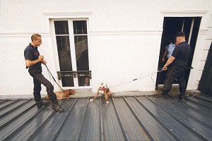 CAPTURE D'UN CHIEN DANGEREUX, PITBULL PAR L'EQUIPE CYNOTECHNIQUE DE LA BRIGADE DES SAPEURS-POMPIERS DE PARIS 