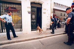 CAPTURE D'UN CHIEN DANGEREUX, PITBULL PAR L'EQUIPE CYNOTECHNIQUE DE LA BRIGADE DES SAPEURS-POMPIERS DE PARIS 