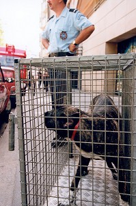 CAPTURE D'UN CHIEN DANGEREUX, PITBULL PAR L'EQUIPE CYNOTECHNIQUE DE LA BRIGADE DES SAPEURS-POMPIERS DE PARIS, PARIS (75) 