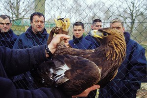 CAPTURE D'UN AIGLE, SP, YVELINES (78) 