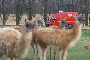 SECOURS ANIMALIER SP YVELINES, 78 