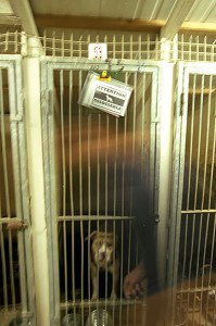 PITBULL, CHIEN MOLOSSE DANS UNE CAGE DE LA SPA, SECTION CHIENS DANGEREUX APRES SA CAPTURE PAR L'EQUIPE CYNOTECHNIQUE DE LA BRIGADE DES SAPEURS POMPIERS DE PARIS, GENNEVILLIERS (92) 