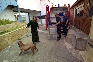 DEPOT D'UN PITBULL, CHIEN MOLOSSE A LA SPA, SECTION CHIENS DANGEREUX APRES SA CAPTURE PAR L'EQUIPE CYNOTECHNIQUE DE LA BRIGADE DES SAPEURS POMPIERS DE PARIS, GENNEVILLIERS (92) 