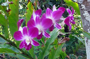 ORCHIDEE TROPICALE, THAILANDE 