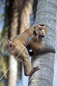 SINGE DRESSE GRIMPANT DANS UN COCOTIER POUR CUEILLIR LES NOIX DE COCO, BANG SAPHAN, THAILANDE, ASIE 