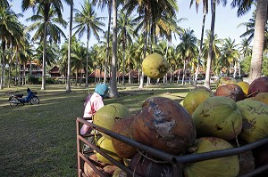 CHARGEMENT DANS UN CAMION DES NOIX DE COCO CUEILLIES PAR LES SINGES, BANG SAPHAN, THAILANDE, ASIE 