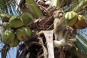 SINGE DRESSE GRIMPANT DANS UN COCOTIER POUR CUEILLIR LES NOIX DE COCO, BANG SAPHAN, THAILANDE, ASIE 