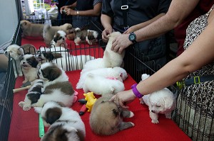 VENTE DE CHIOTS, MARCHE DU WEEK-END CHATUCHAK, PLUS GRAND MARCHE D'ASIE ETENDU SUR 18 HECTARES, BANGKOK, THAILANDE 