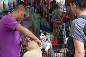 VENTE DE CHIOTS, MARCHE DU WEEK-END CHATUCHAK, PLUS GRAND MARCHE D'ASIE ETENDU SUR 18 HECTARES, BANGKOK, THAILANDE 