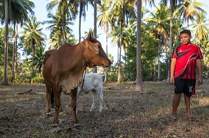 EARTH AU MILIEU DE LA COCOTERAIE AVEC LE VACHE ET SON VEAU, FILS DE PECHEUR, ENFANT DE LA TERRE, BAN SAPHAN, THAILANDE, SERIE ENFANT DU MONDE 