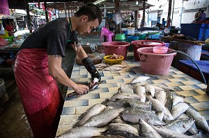 PREPARATION DES POISSONS SUR LE STAND DES POISSONNIERS, MARCHE DE BANG SAPHAN, THAILANDE, ASIE 