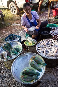 VENDEUSE DE POISSONS TROPICAUX TRES COLORES, MARCHE DE NUIT, BANG SAPHAN, THAILANDE, ASIE 