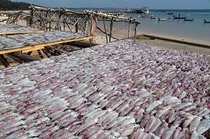 SECHAGE DES POISSONS AU SOLEIL, VILLAGE DE PECHEURS SPECIALISES DANS LA PECHE AUX CALAMARS, THAM THONG, PROVINCE DE CHUMPHON, THAILANDE, ASIE 