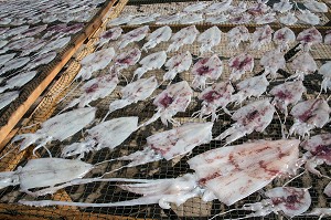 SECHAGE DES POISSONS AU SOLEIL, VILLAGE DE PECHEURS SPECIALISES DANS LA PECHE AUX CALAMARS, THAM THONG, PROVINCE DE CHUMPHON, THAILANDE, ASIE 