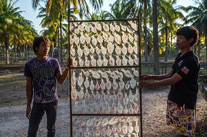SECHAGE DES CALAMARS AU SOLEIL, BANG SAPHAN, THAILANDE, ASIE 