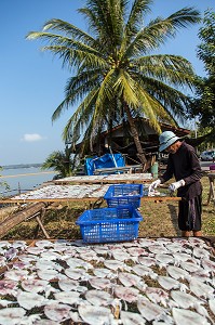 PREPARATION DES CALAMARS POUR LE SECHAGE AU SOLEIL, BANG SAPHAN, THAILANDE, ASIE 