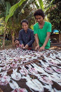 TRAVAIL EN FAMILLE, PREPARATION DES CALAMARS POUR LE SECHAGE AU SOLEIL, BANG SAPHAN, THAILANDE, ASIE 