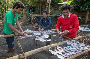 TRAVAIL EN FAMILLE, PREPARATION DES CALAMARS POUR LE SECHAGE AU SOLEIL, BANG SAPHAN, THAILANDE, ASIE 