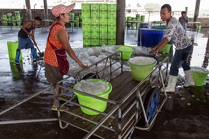 PREPARATION DE LA GLACE POUR L'ARRIVAGE DES POISSONS AU PORT DE PECHE AUX CALAMARS, BANG SAPHAN, THAILANDE, ASIE 