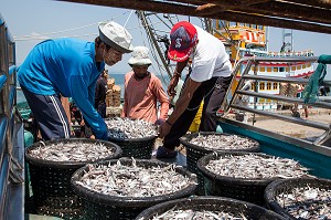 DECHARGEMENT DU POISSON SUR LES BATEAUX DE PECHE, PORT DE BANG SAPHAN, THAILANDE, ASIE 