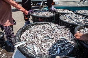 DECHARGEMENT DU POISSON SUR LES BATEAUX DE PECHE, PORT DE BANG SAPHAN, THAILANDE, ASIE 