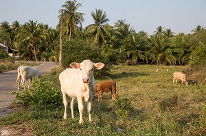 VEAUX EN LIBERTE, BANG SAPHAN, THAILANDE, ASIE 