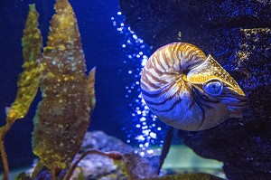 NAUTILE, AQUARIUM DU SIAM PARAGON, BANGKOK, THAILANDE, ASIE 