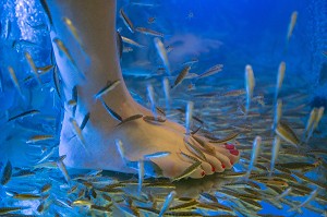 PIED DE FEMME DANS UN AQUARIUM AVEC DES POISSONS NETTOYEURS DE PEAUX MORTES (FISH PEDICURE), ASIATIQUE THE RIVERFRONT, BANGKOK, THAILANDE, ASIE 