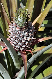 ANANAS, CULTURE DANS LA REGION DE BAN SAPHAN, THAILANDE, ASIE 
