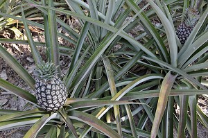ANANAS, CULTURE DANS LA REGION DE BAN SAPHAN, THAILANDE, ASIE 