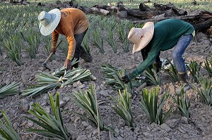 PLANTATION D'ANANAS, REGION DE BAN SAPHAN, THAILANDE, ASIE 