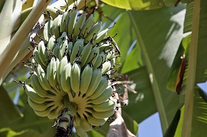 REGIMES DE BANANES, PLANTATION DE BANANIERS DANS LA REGION DE BAN SAPHAN, THAILANDE, ASIE 