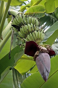 BANANIER EN FLEUR, ARRIVE A MATURITE, PLANTATION DE BANANIERS DANS LA REGION DE BAN SAPHAN, THAILANDE, ASIE 