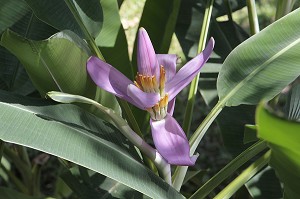 BANANIER EN FLEUR, ARRIVE A MATURITE, PLANTATION DE BANANIERS DANS LA REGION DE BAN SAPHAN, THAILANDE, ASIE 
