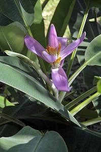 BANANIER EN FLEUR, ARRIVE A MATURITE, PLANTATION DE BANANIERS DANS LA REGION DE BAN SAPHAN, THAILANDE, ASIE 